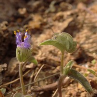 Cyanotis burmanniana Wight